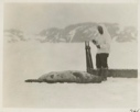 Image of Ka-ko-chee-ah and square flipper seal (also called hooded seal)
